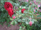 trandafiri 001