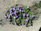 poze 2014 296 aubrieta