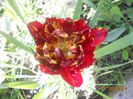 DSCN5037