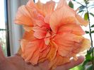 DSC08550