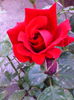 IMG_20140511_180328