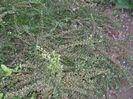 IMG_0788
