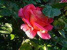DSCN8637