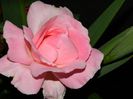 DSCN8661