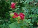 DSCN8678