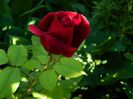 DSCN8686