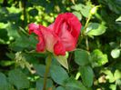 DSCN8958