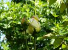 DSCN8964