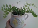 adiantum flagrans