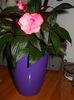impatiens