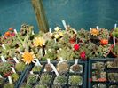 DSC06837