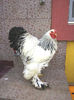 Cocos BHD 1