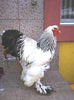 Cocos BHD 1