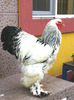 Cocos BHD 1