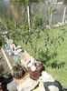 INFLORESC LEANDRI