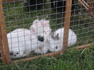 Picture 056