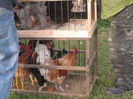 Picture 060