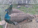 Picture 069
