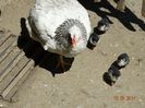 DSC03161
