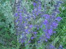 salvia patens