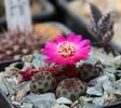 Rebutia rauschii