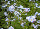 Myosotis alpestris (2014, May 02)