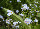 Myosotis alpestris (2014, May 02)