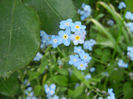 Myosotis alpestris (2014, May 02)