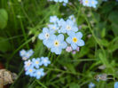Myosotis alpestris (2014, May 02)