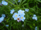 Myosotis alpestris (2014, May 02)