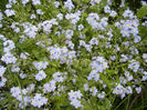 Myosotis alpestris (2014, May 02)