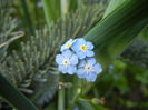 Myosotis alpestris (2014, May 02)