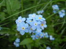 Myosotis alpestris (2014, May 02)