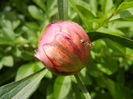 Peony. Bujor (2014, May 09)