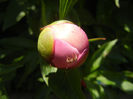 Peony. Bujor (2014, May 11)