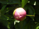 Peony. Bujor (2014, May 11)