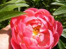 Coral Charm