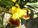 Fanfaron