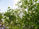 Philadelphus