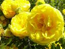Persian Yellow