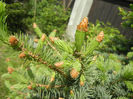 Picea abies (2014, May 02)