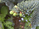 Abies procera Glauca (2014, May 02)