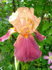 Renate