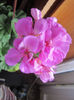 muscata amethist