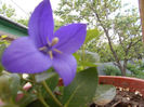 Platycoton  bleu