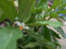 Solanum rantonetti, alb??ma  asteptam sa fie mov