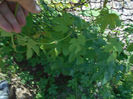 ...neidentificat???catarator cu frunze rugoase...
