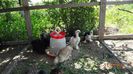 La tara 11.05.2014 017