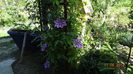 La tara 11.05.2014 054