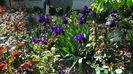 La tara 11.05.2014 064